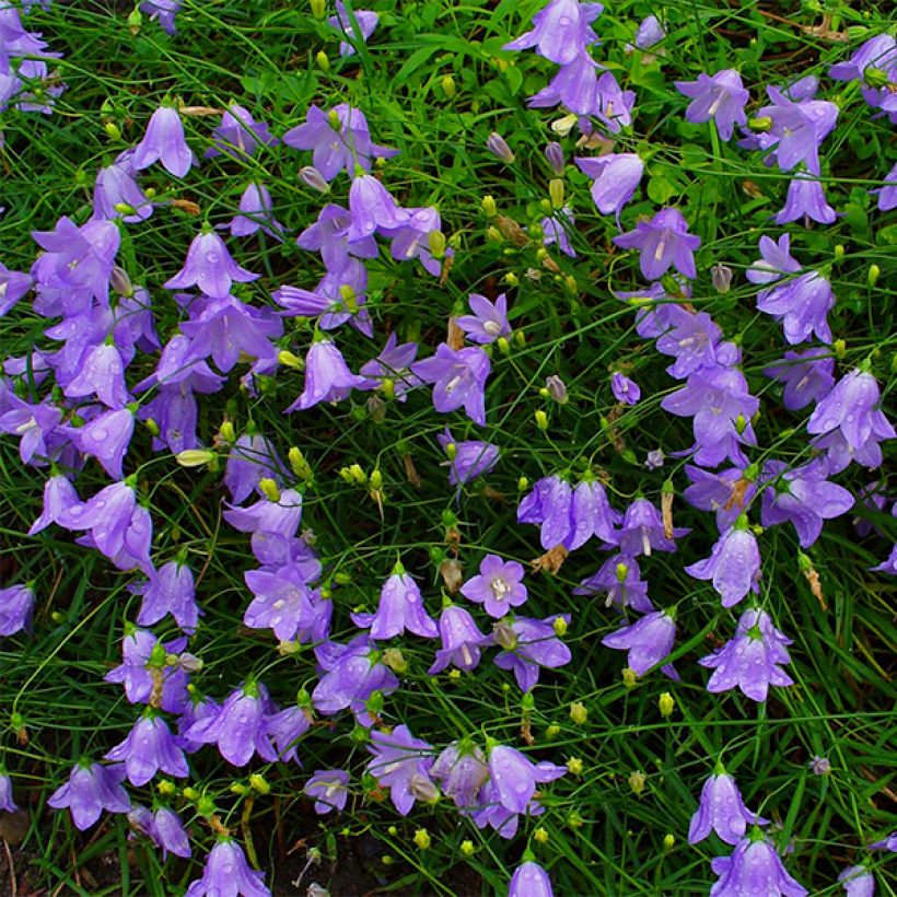 Campanula rotundifolia (Floración)