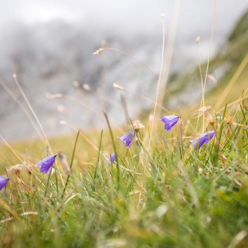 Campanula rotundifolia (Porte)