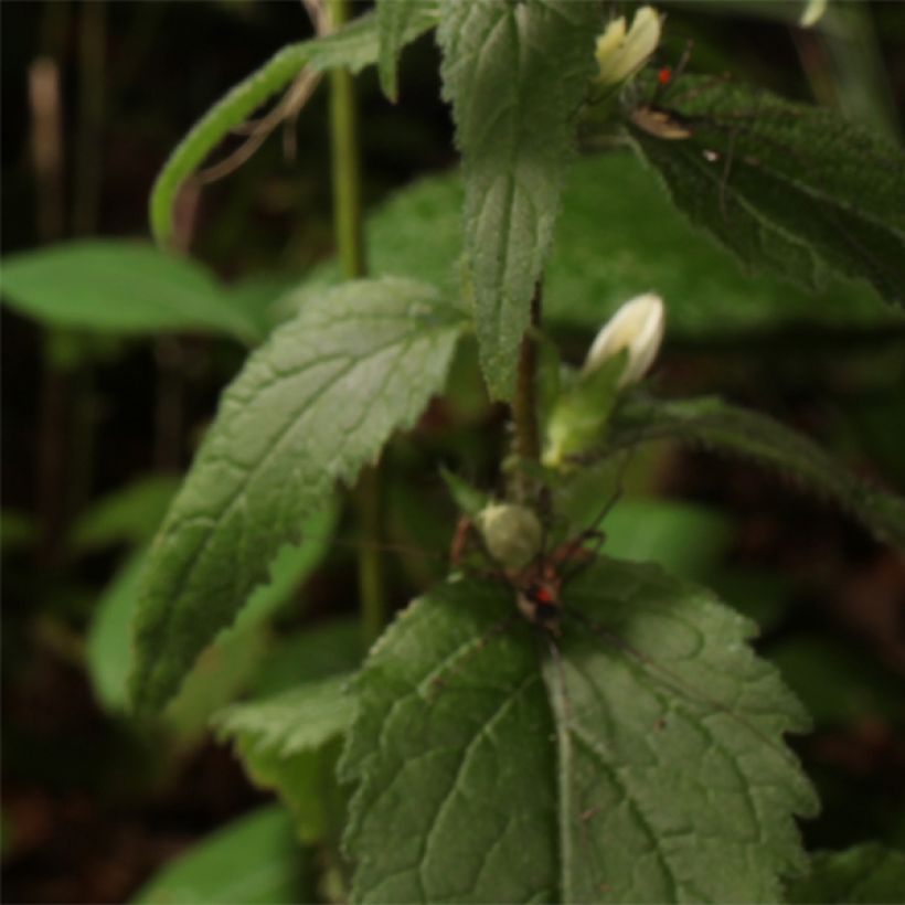 Campanula trachelium (Follaje)