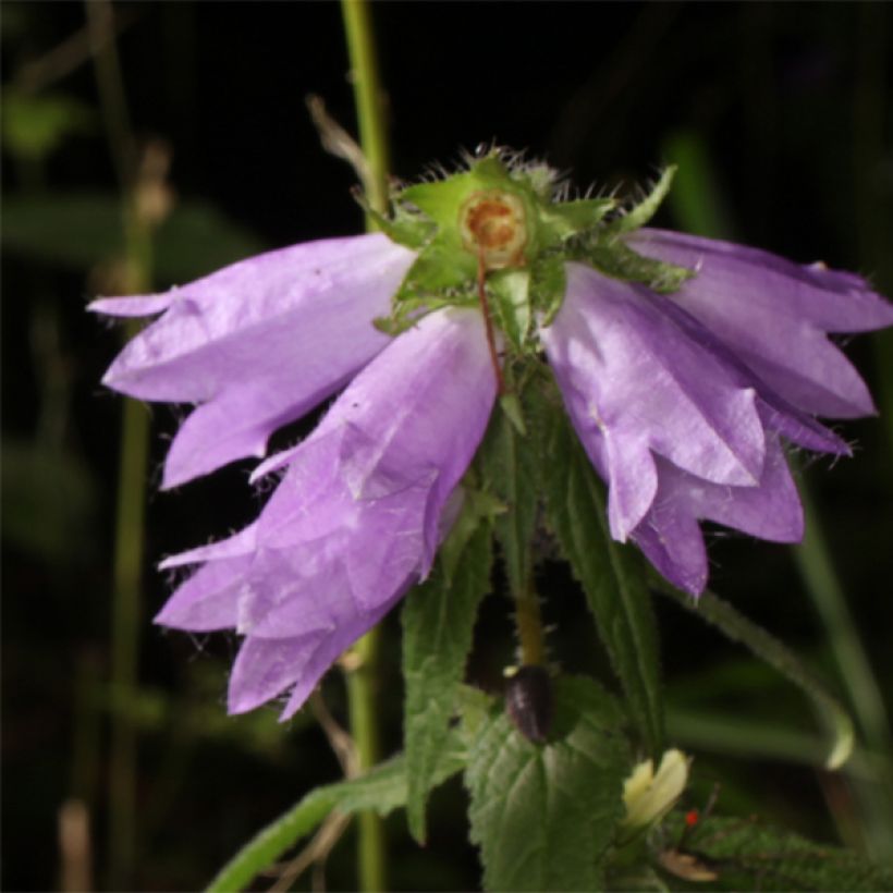 Campanula trachelium (Floración)