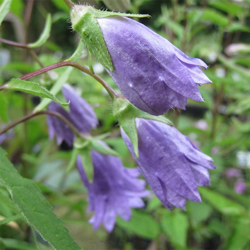 Campanula trachelium Bernice (Floración)