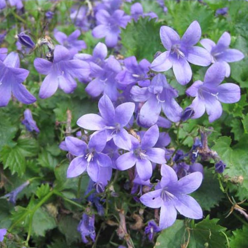 Campanula portenschlagiana (Porte)