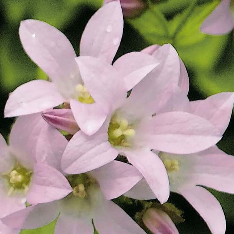 Campanula lactiflora Loddon Anna (Floración)