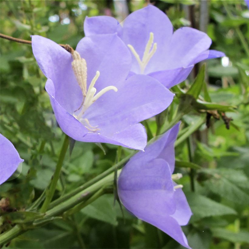 Campanula Norman Grove (Floración)