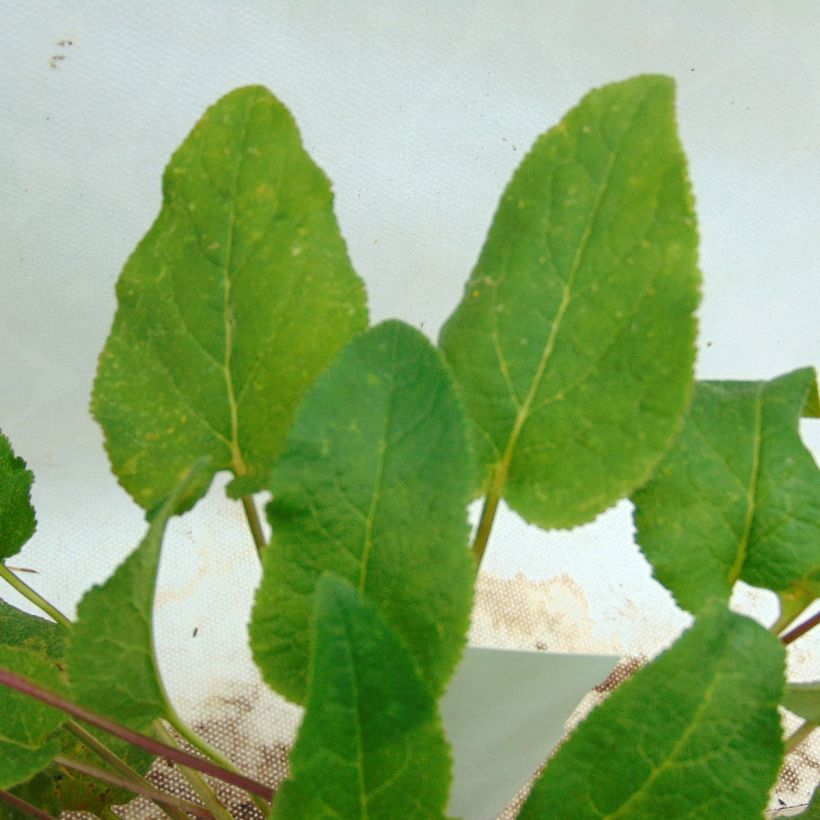 Campanula glomerata Superba (Follaje)