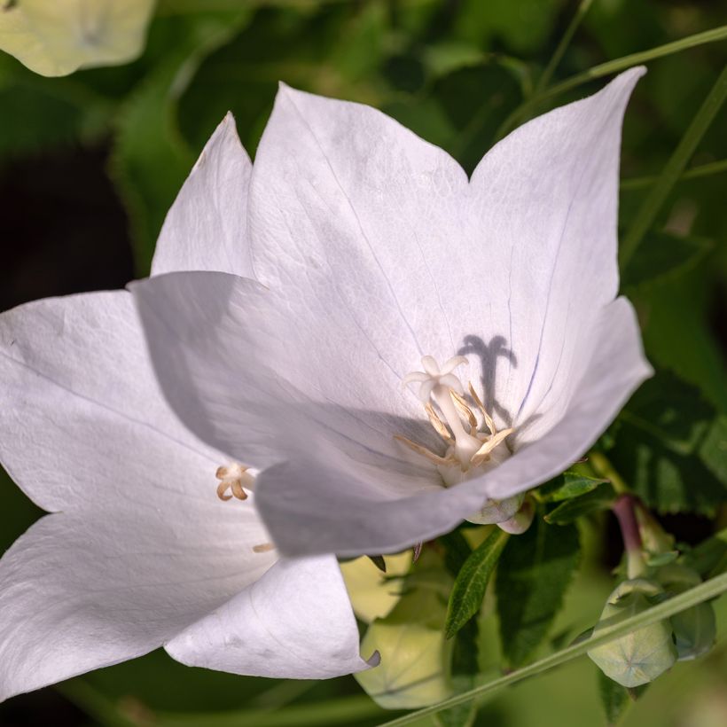 Campanula persicifolia Alba (Floración)