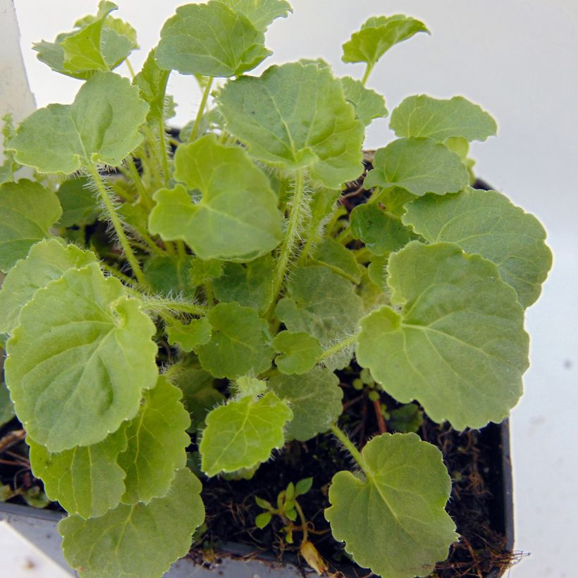 Campanula carpatica Albas (Follaje)