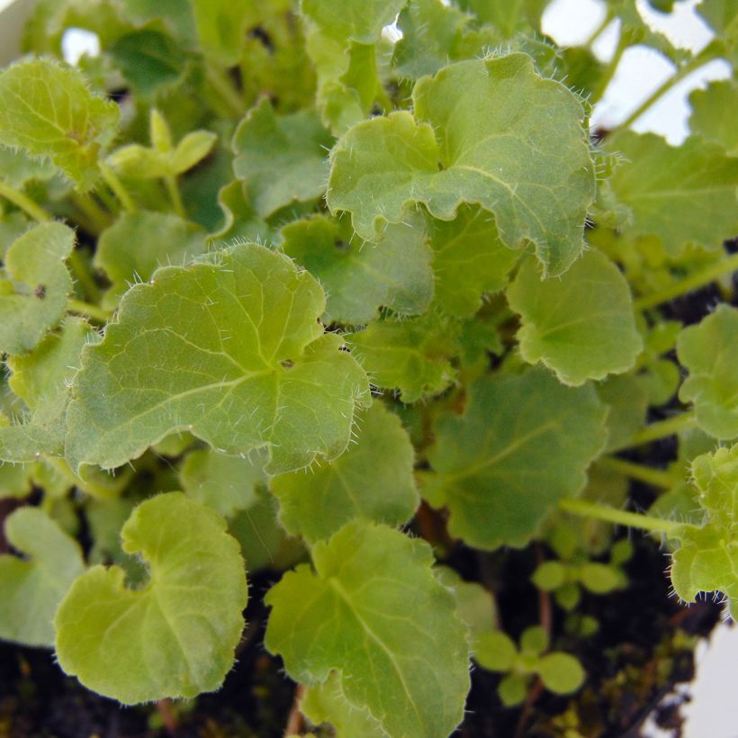 Campanula carpaticas (Follaje)