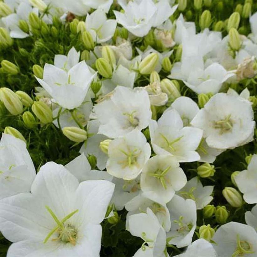 Campanula carpatica Clips Whites (Floración)