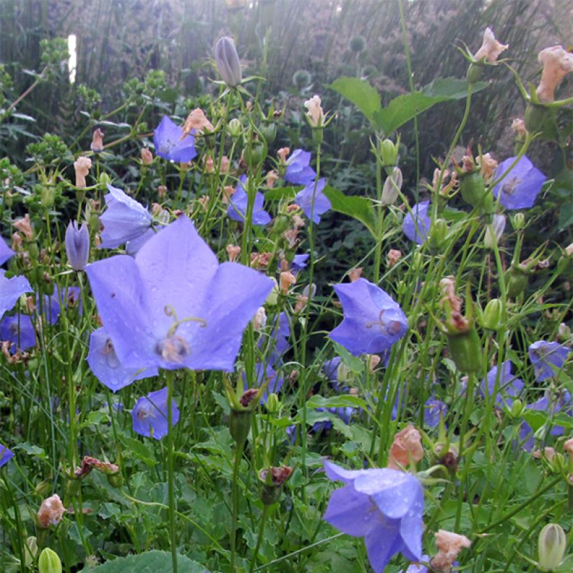 Campanula carpatica Molly Pinsents (Floración)