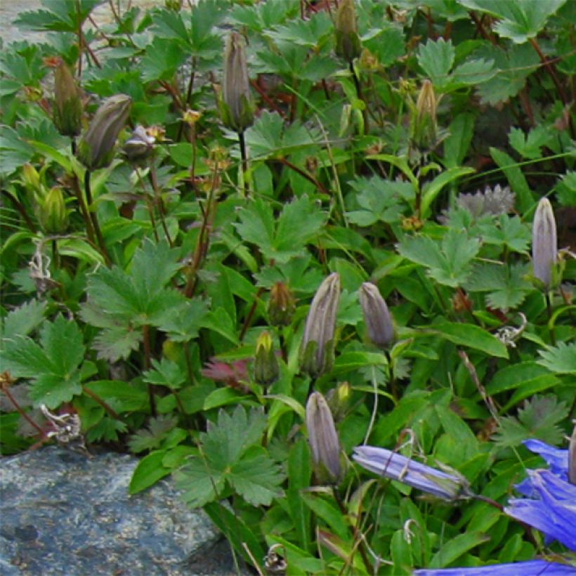 Campanula chamissonii Major (Follaje)