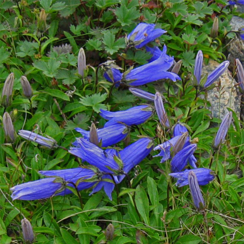 Campanula chamissonii Major (Floración)