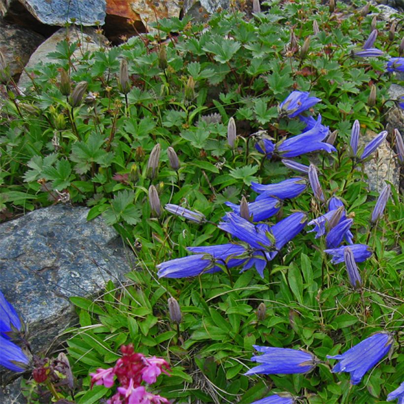 Campanula chamissonii Major (Porte)