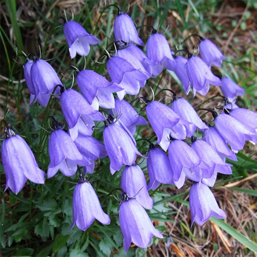 Campanula cochleariifolia (Floración)