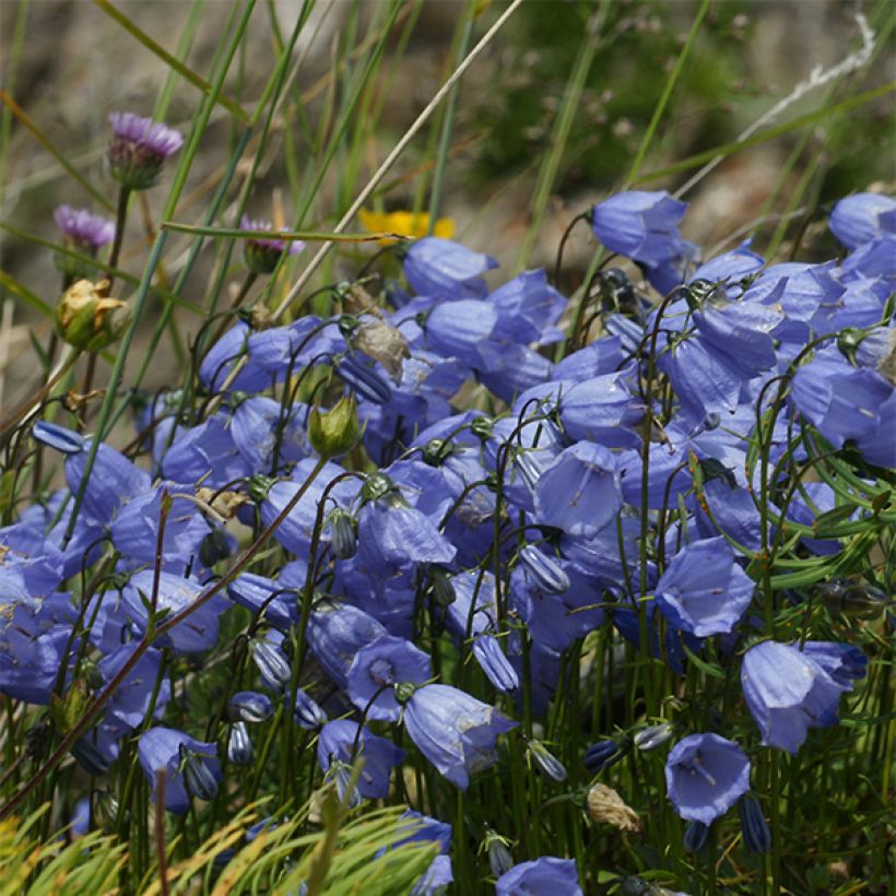 Campanula cochleariifolia Bavaria Blue (Floración)