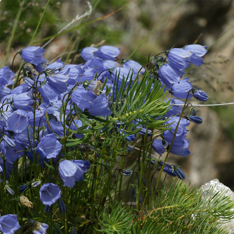 Campanula cochleariifolia Bavaria Blue (Porte)