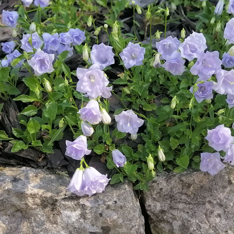 Campanula cochleariifolia Elizabeth Oliver (Porte)