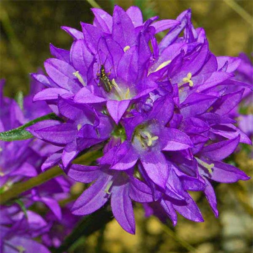 Campanula glomerata Joan Elliot (Floración)