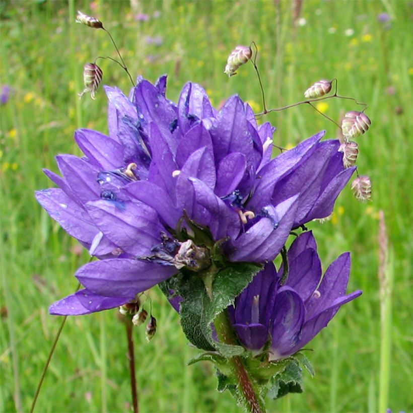 Campanula glomerata var. dahurica (Floración)