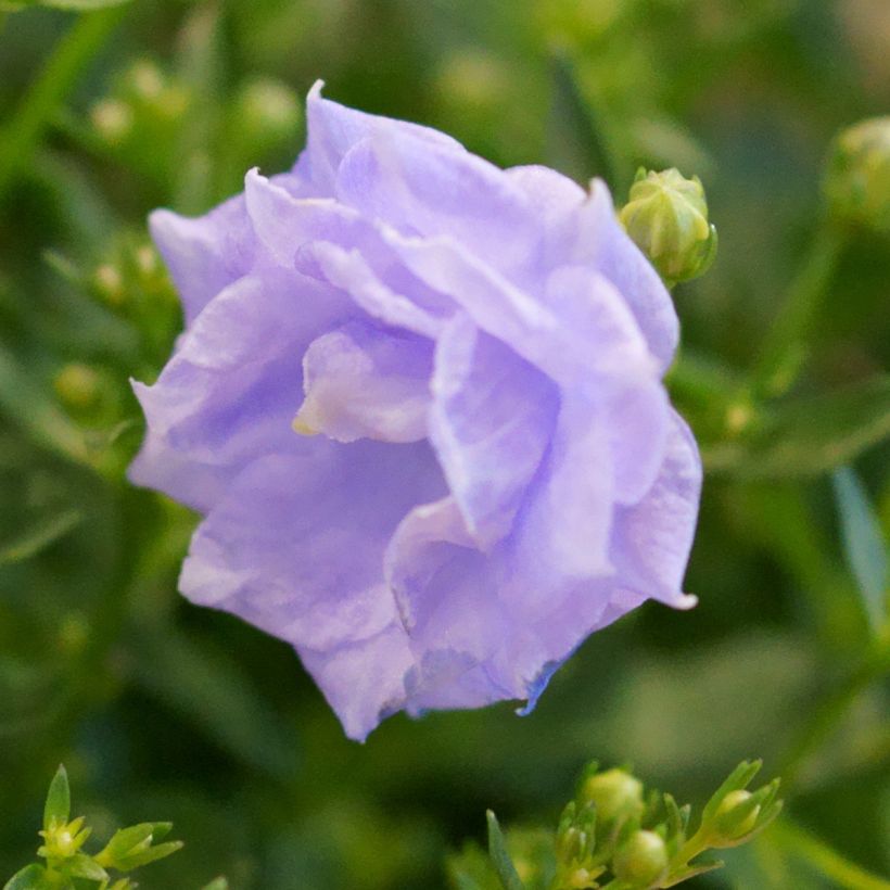 Campanula haylodgensis Plena (Floración)