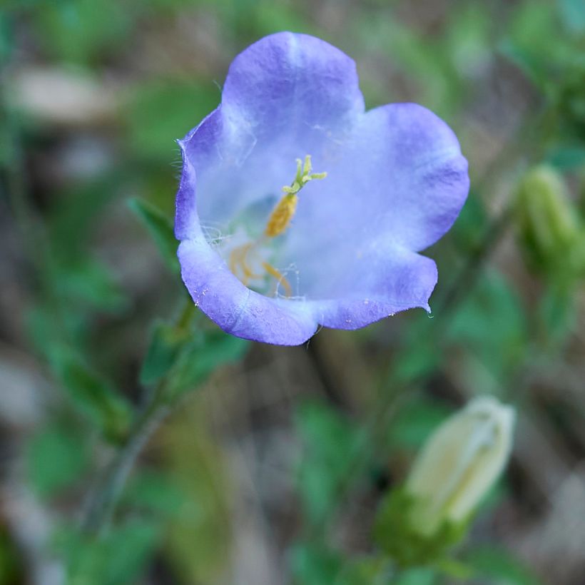 Campanula haylodgensis Yvonne (Floración)