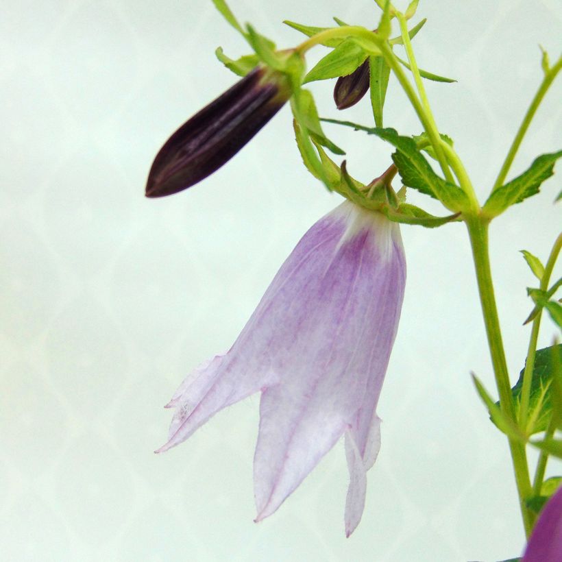 Campanula punctata Iridescent Bells (Floración)