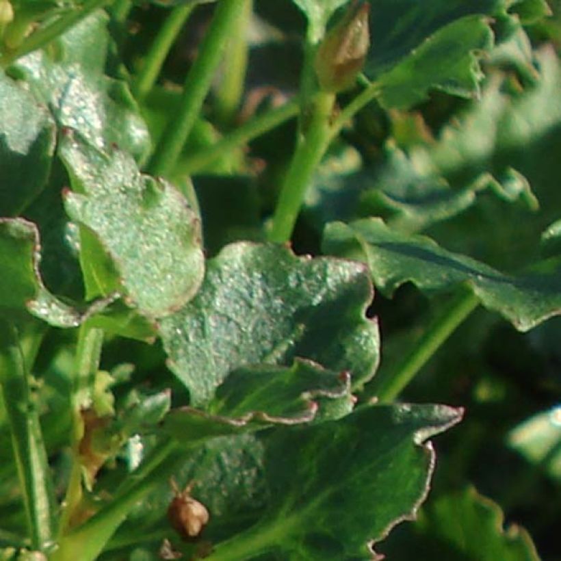 Campanula Royal Wave (Follaje)