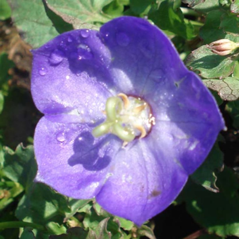 Campanula Royal Wave (Floración)