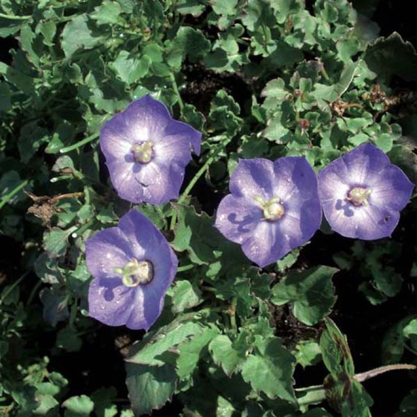 Campanula Royal Wave (Porte)