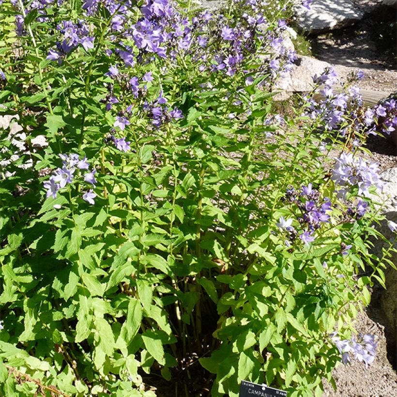 Campanula lactiflora (Porte)