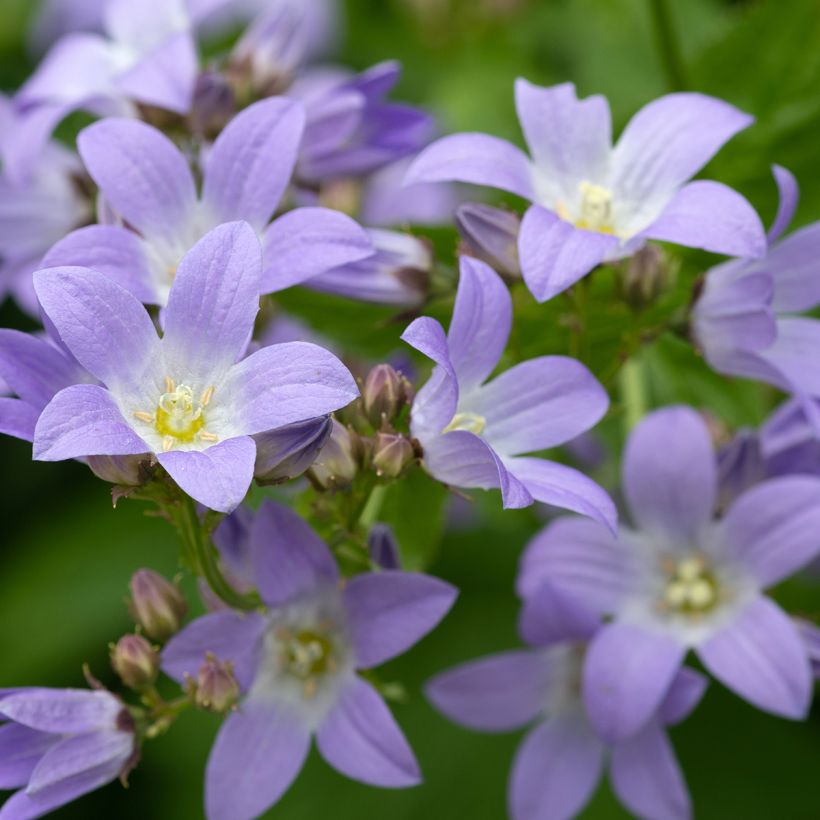 Campanula lactiflora (Floración)