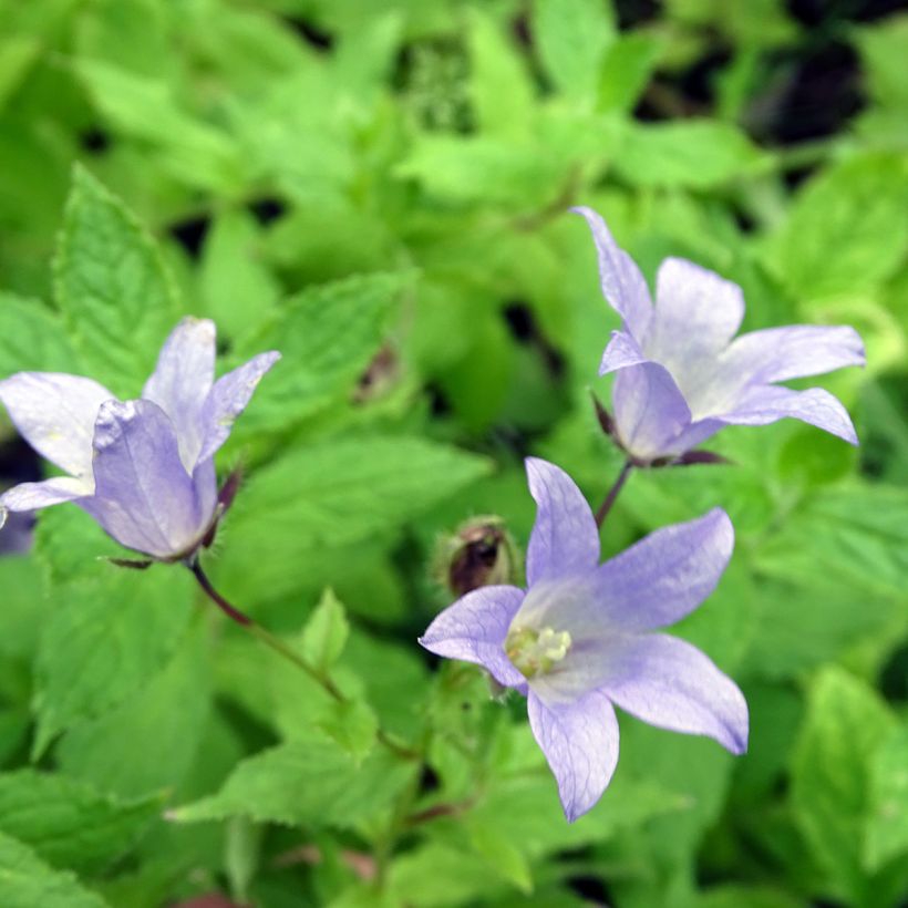 Campanula lactiflora Prichard s variety (Floración)