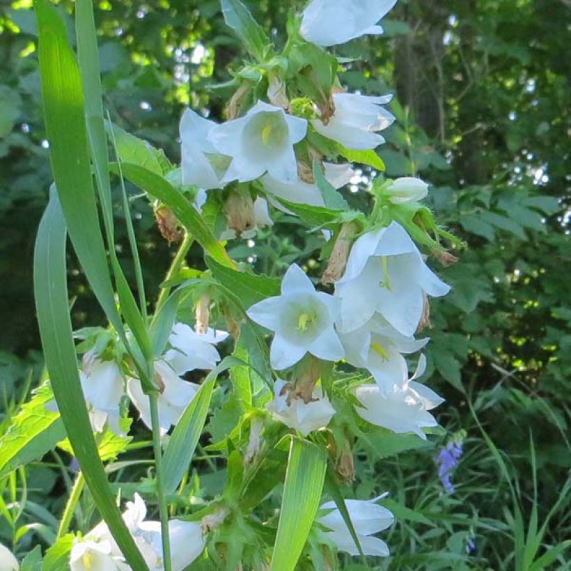 Campanula latifolia var. macrantha Alba (Floración)