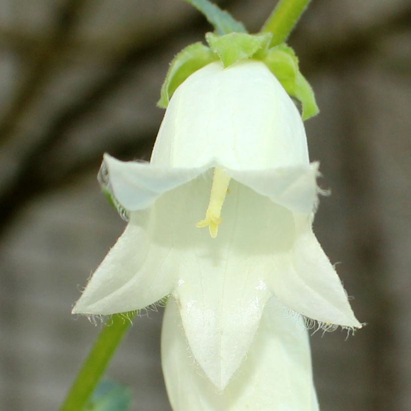 Campanula ochroleuca - Campanilla amarilla (Floración)