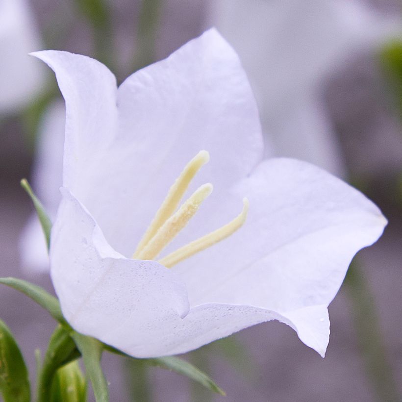 Campanula persicifolia var. planiflora Alba (Floración)