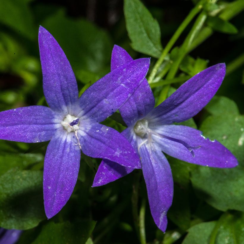 Campanula poscharskyana (Floración)