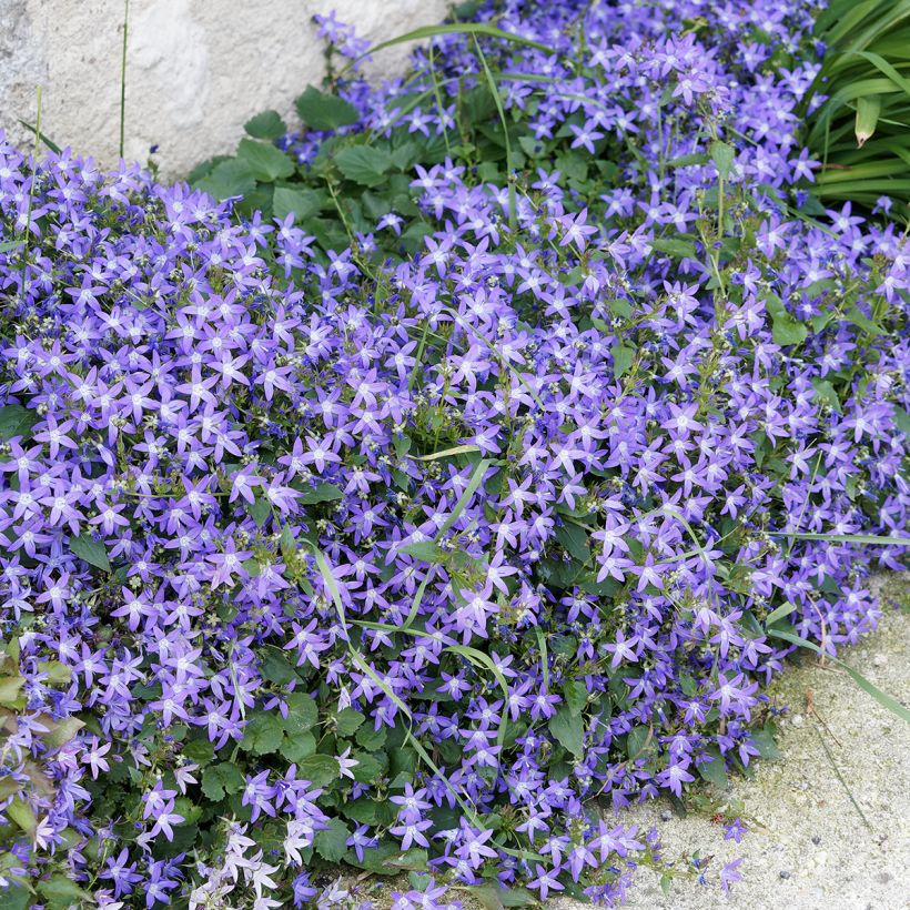 Campanula poscharskyana (Porte)