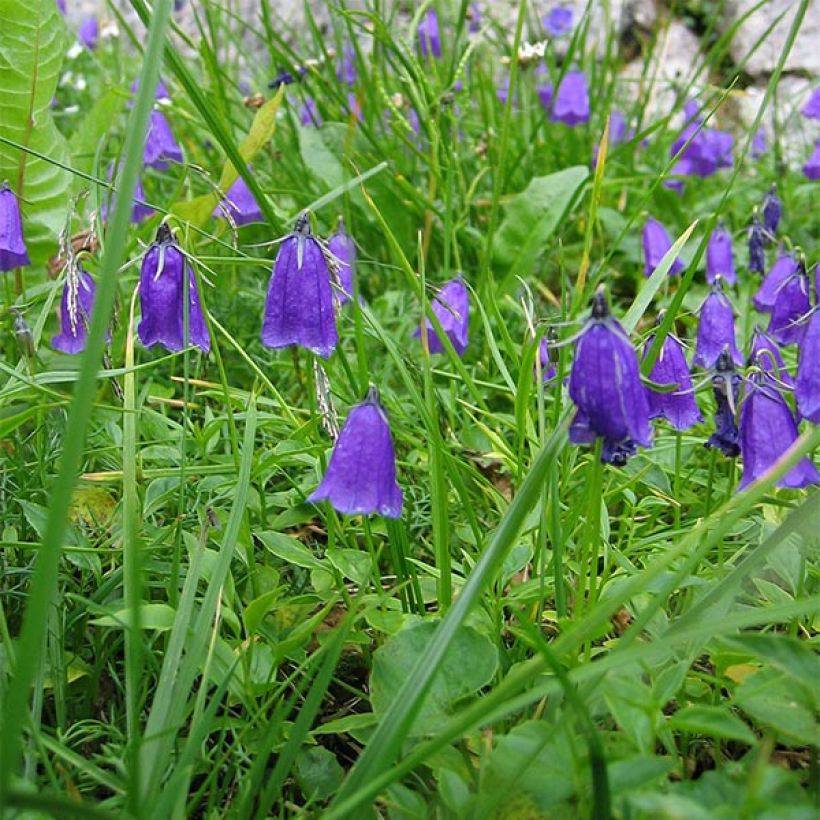 Campanula pulla (Floración)