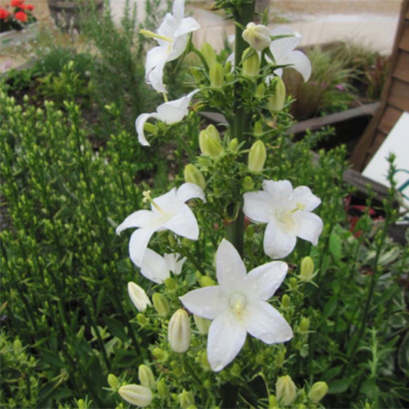 Campanula pyramidalis Alba (Floración)