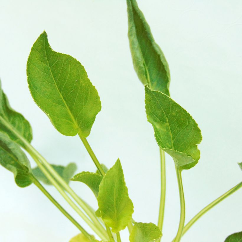 Campanula pyramidalis Alba (Follaje)