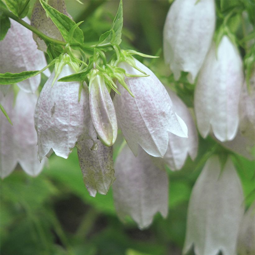 Campanula takesimana Alba (Floración)