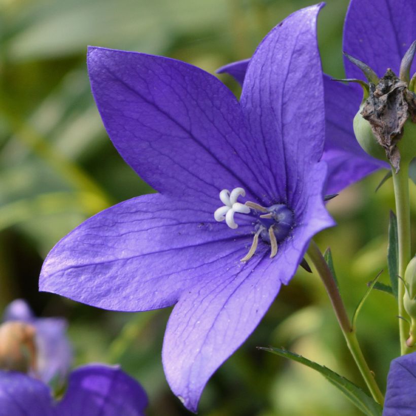 Campanula waldsteiniana (Floración)