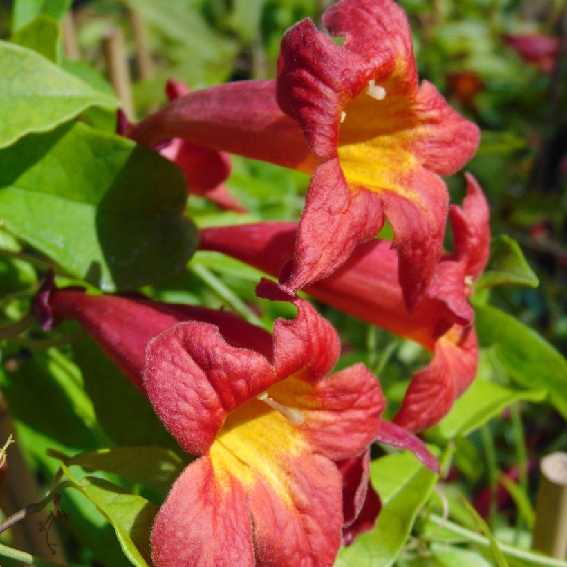 Campsis capreolata Atrosanguinea (Floración)