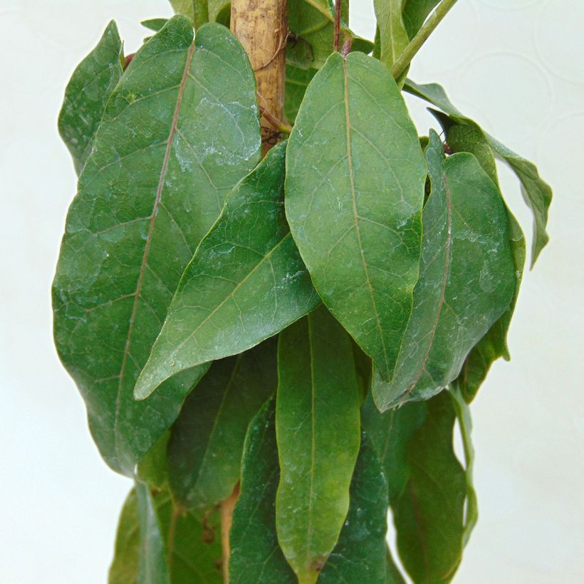 Campsis capreolata - Bignonia capreolata (Follaje)