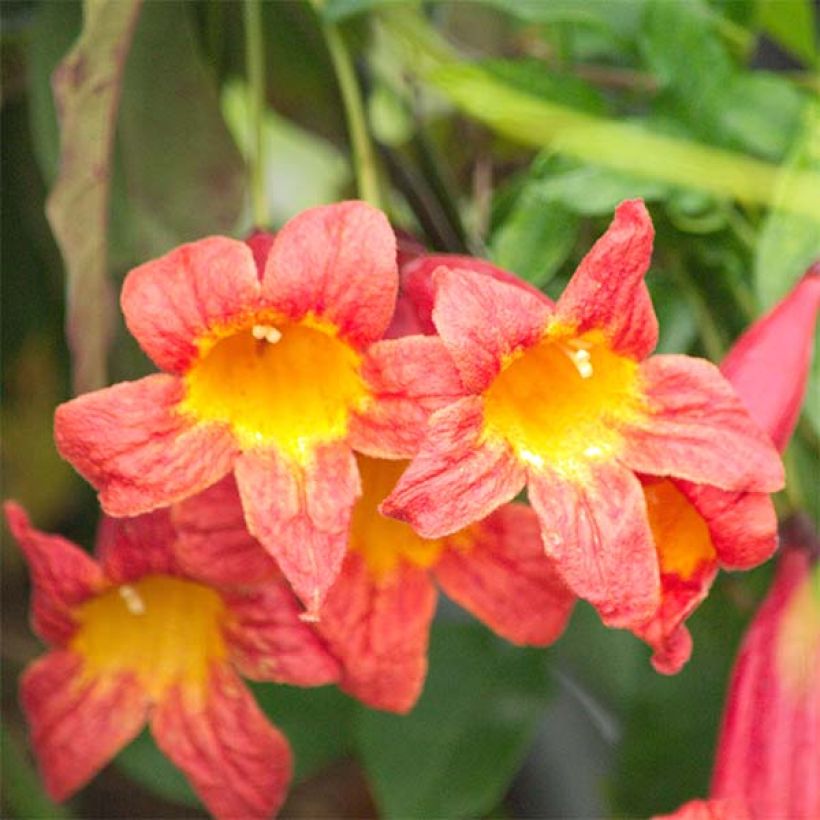 Campsis capreolata Tangerine Beauty (Floración)