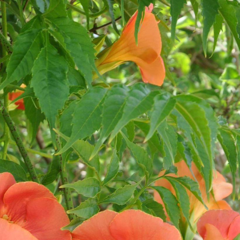 Campsis grandiflora - Trompeta china (Follaje)