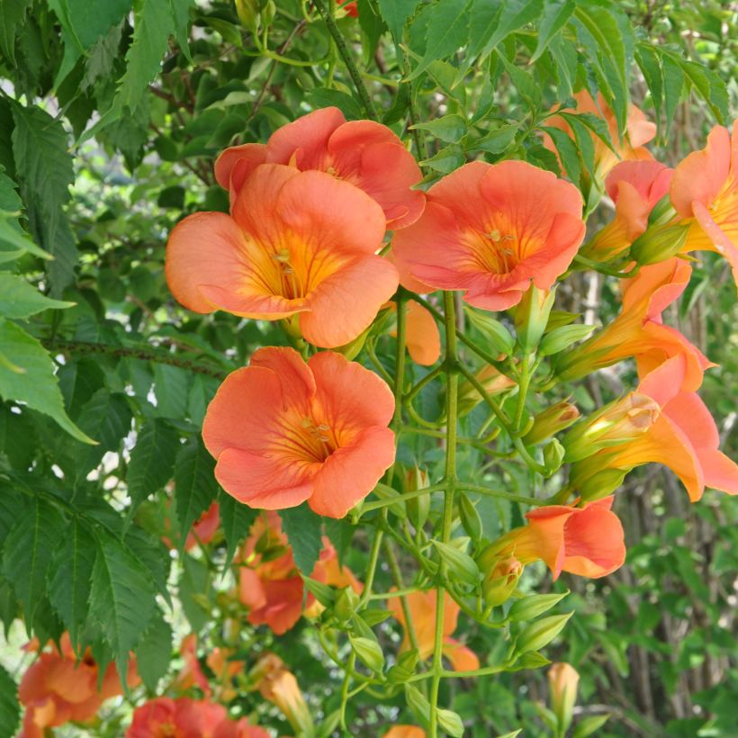 Campsis grandiflora - Trompeta china (Floración)