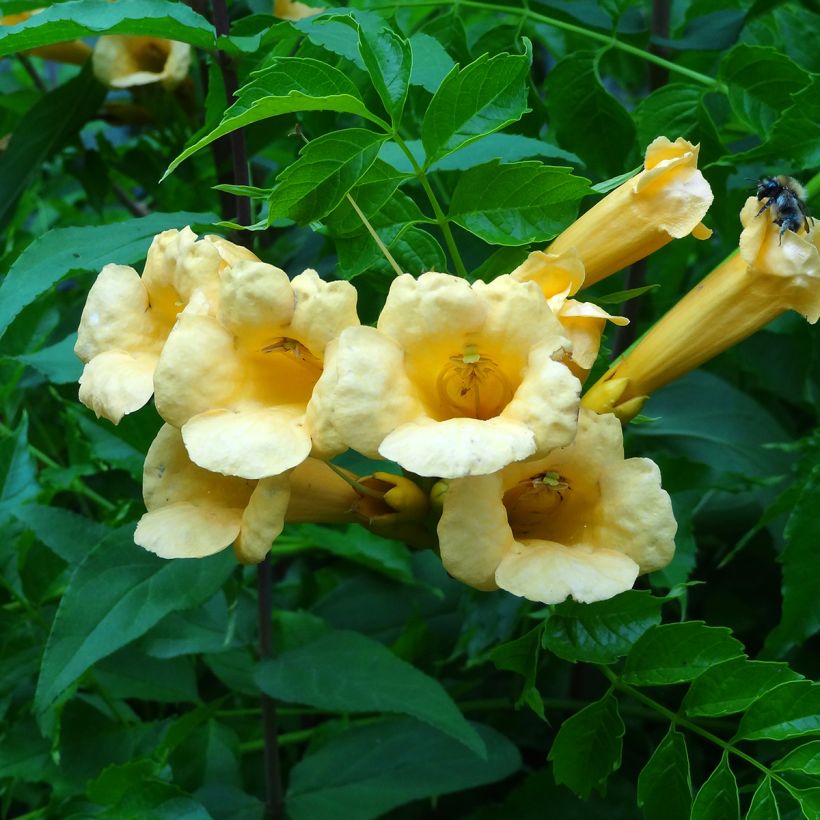 Enredadera de trompeta Yellow Trumpet - Campsis radicans (Floración)