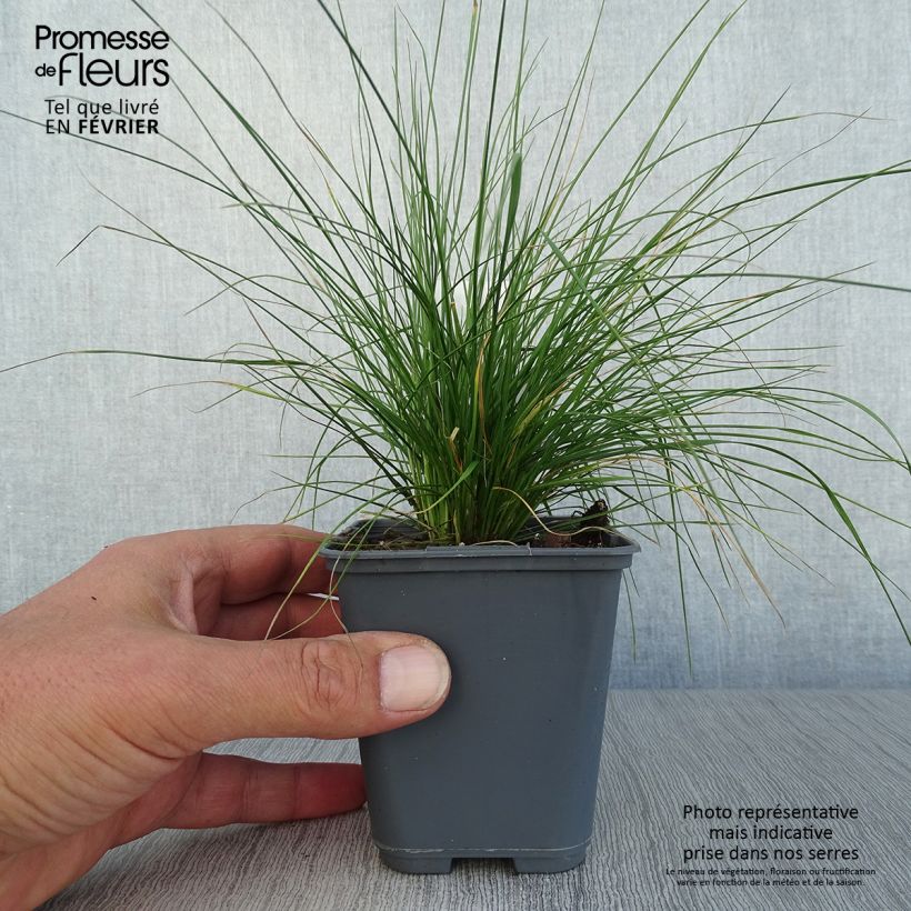 Ejemplar de Canche cespiteuse Vivipara - Deschampsia cespitosa Godet de 9cm entregado en otoño