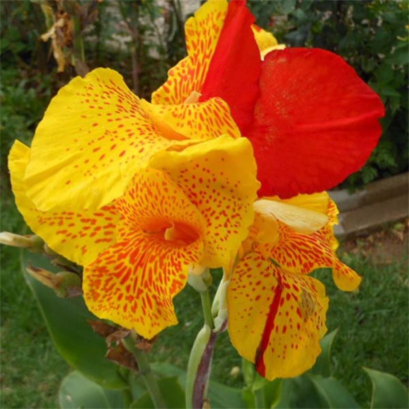 Canna Cleopatra - Caña de las Indias (Floración)